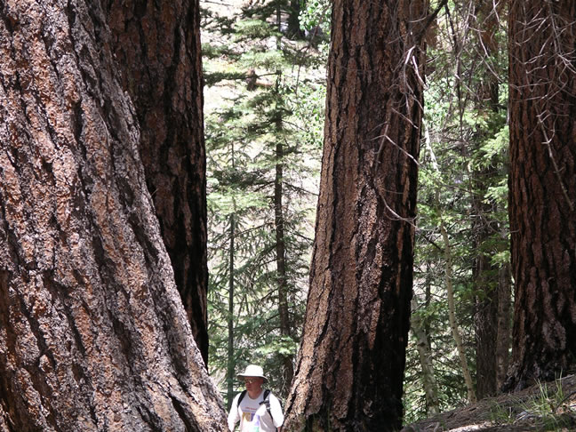 images/Hiking North Rim- Widforss Trail (35).jpg